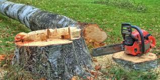  , USA Tree Removal Services Pros