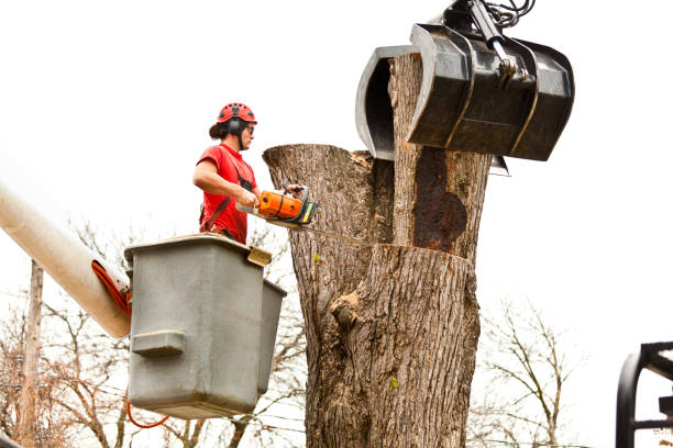 Tree Removal Services